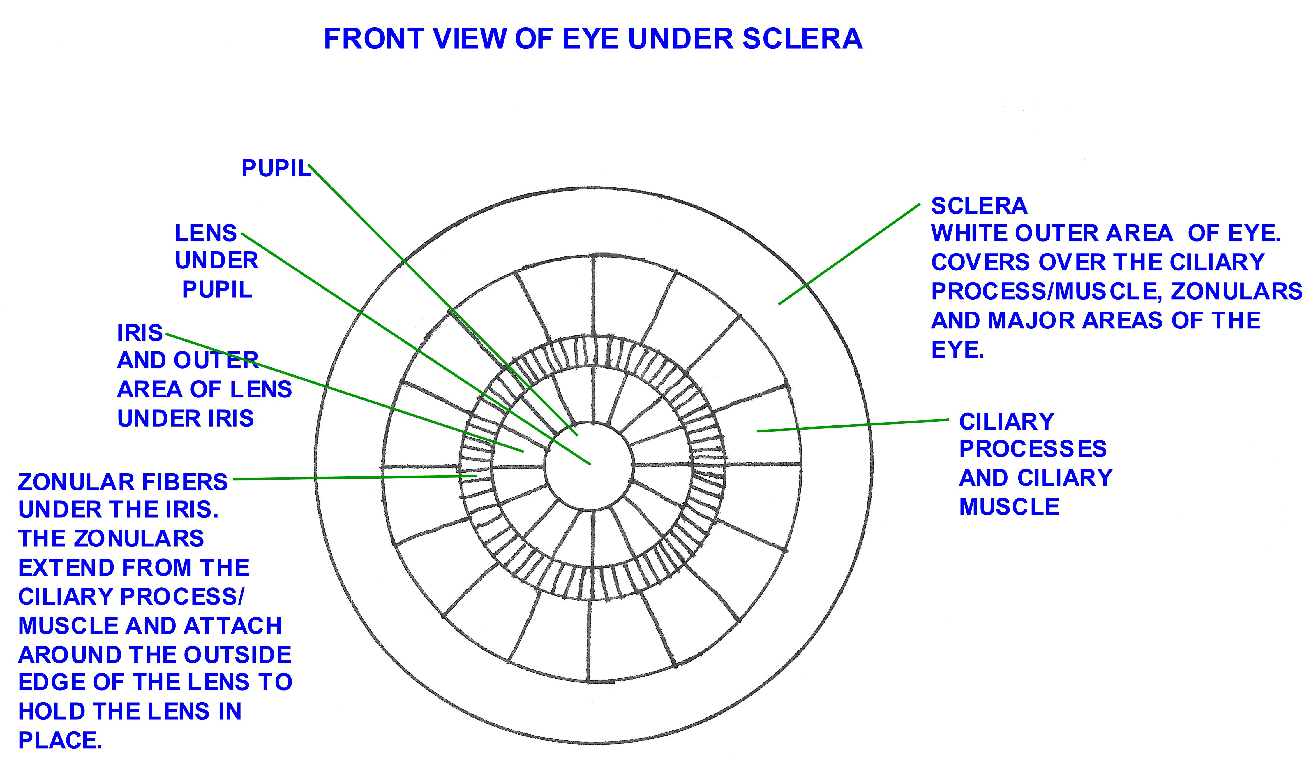 Human Eye