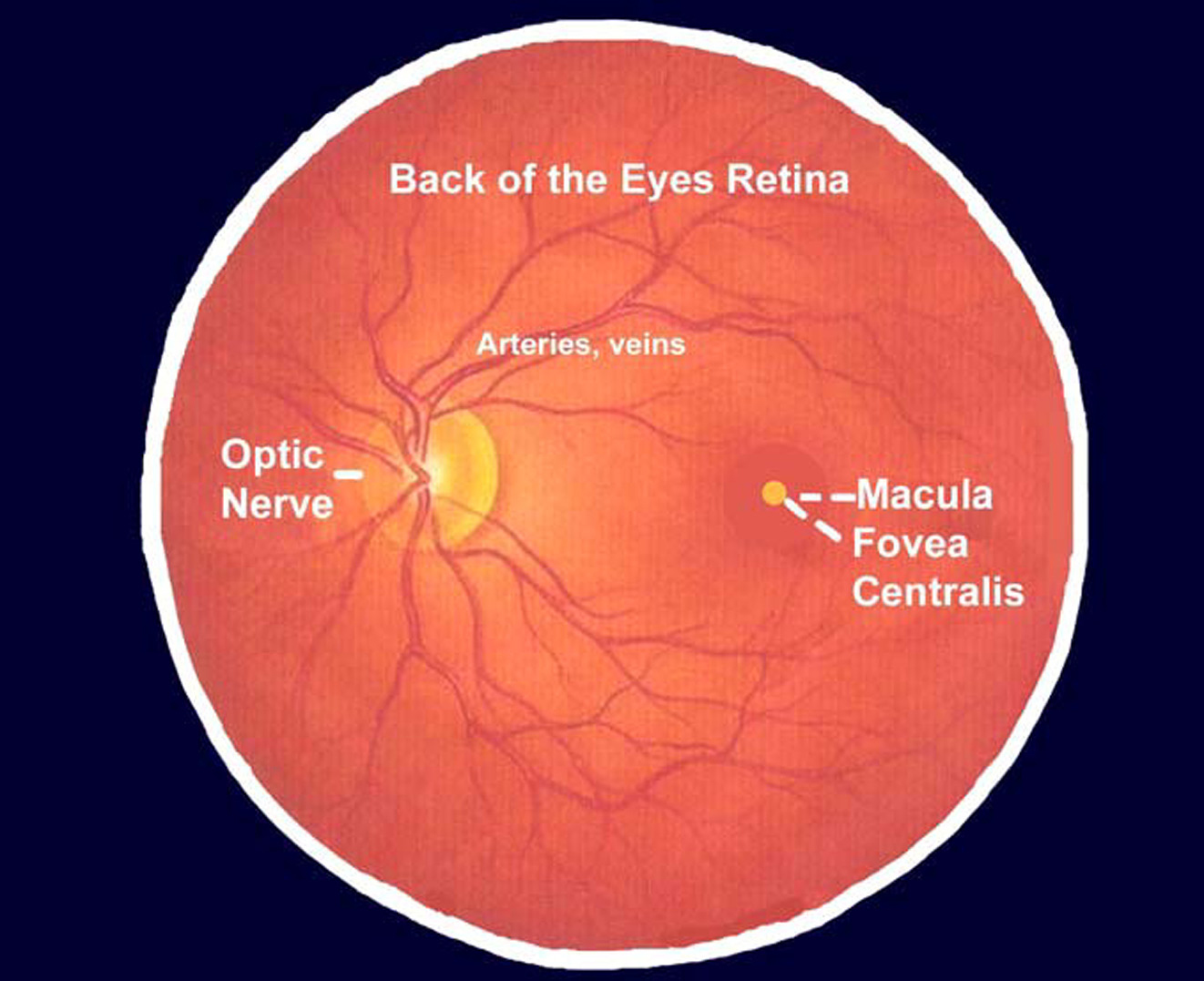 retina location and function