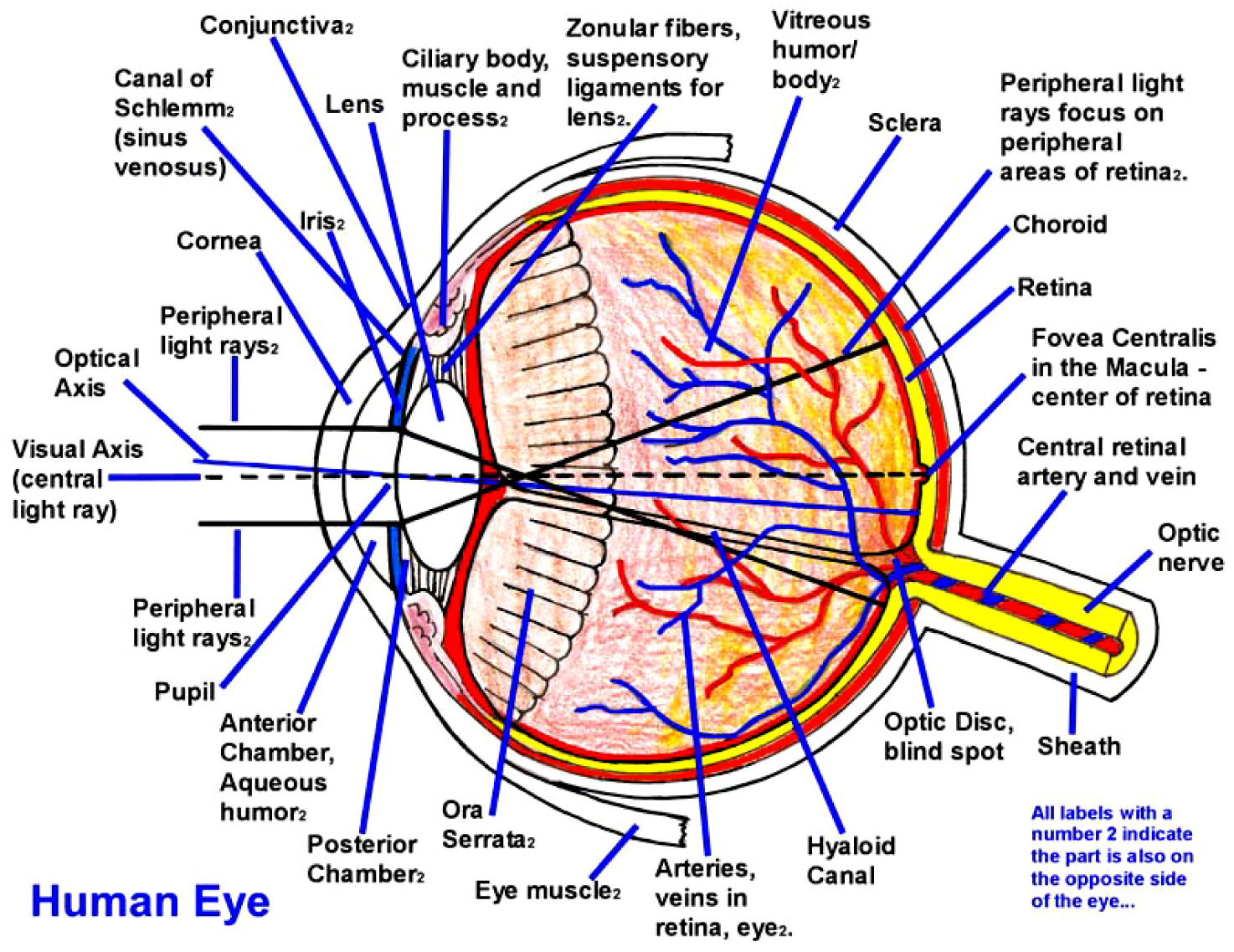 Structure Of Human Eye Biology Diagrams Human Eye Diagram Human Eye Images